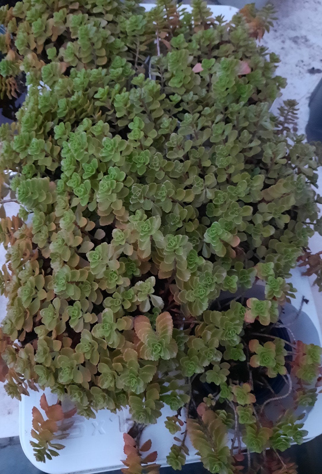 vetplantjes, Jardin & Terrasse, Plantes | Jardin, Ne fleurit pas, Plein soleil, Couvre-sol, Enlèvement