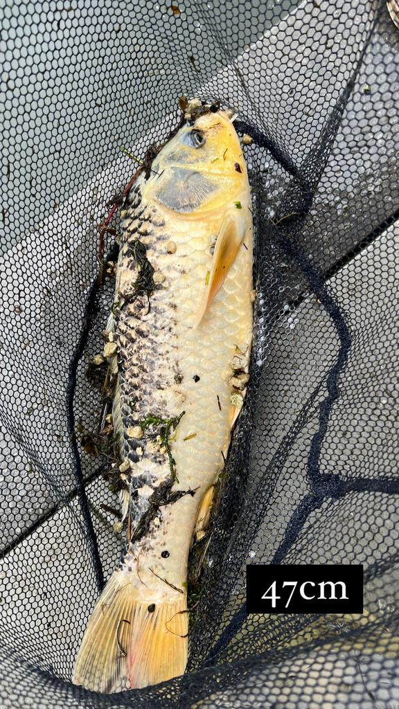 Koi, Dieren en Toebehoren
