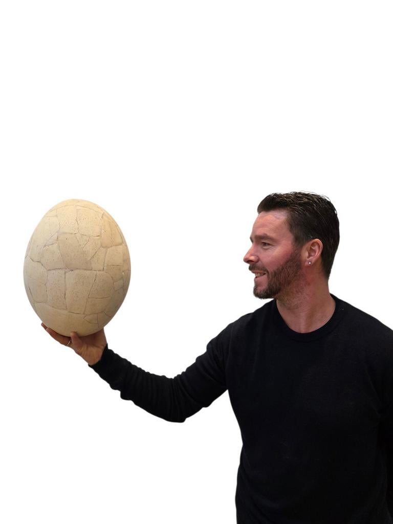 Œuf/fossile d'éléphant rare, oiseau, œuf, Enlèvement ou Envoi, Utilisé