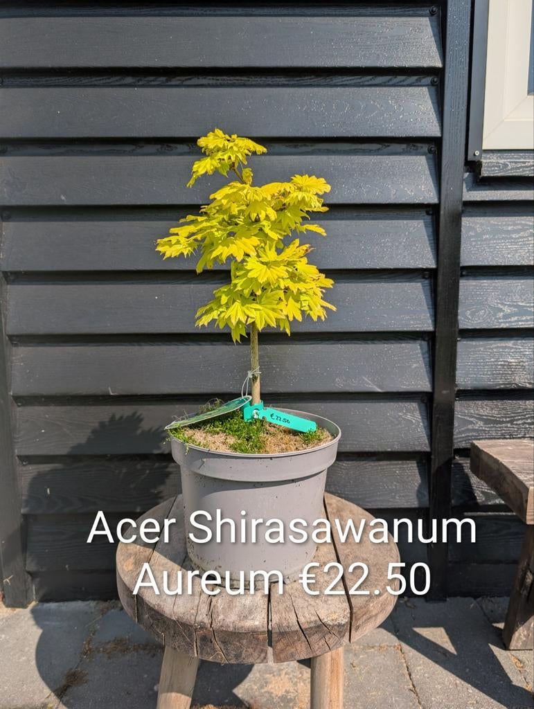 Acer Shirasawanum Aureum verschillende maten Japanse Esdoorn, Tuin en Terras, Planten | Bomen, Herfst, Ophalen