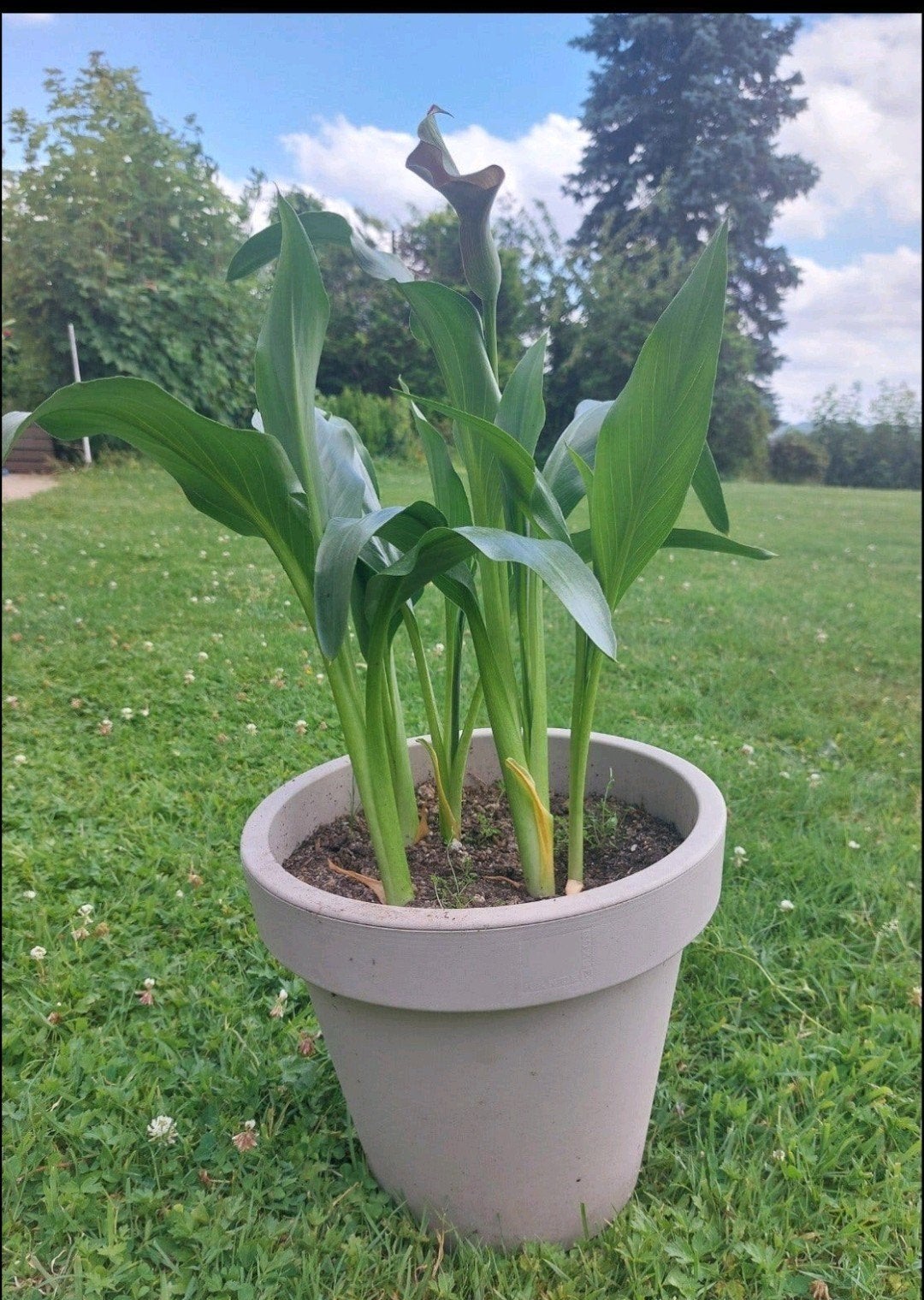 4 potten met paarse aronskelk, Tuin en Terras, Ophalen