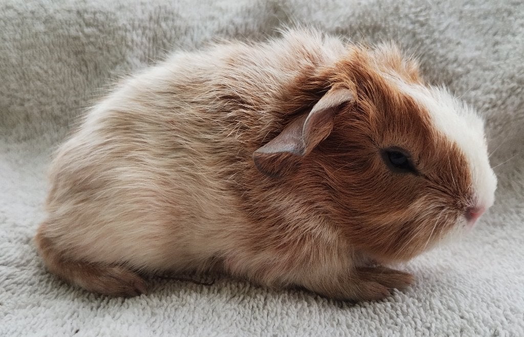 Cavia beren, Animaux & Accessoires, Rongeurs, Mâle, Cobaye, Juillet, Domestique
