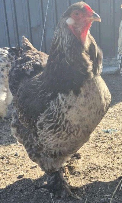 Brahma : un thème de la ligne d'exposition
