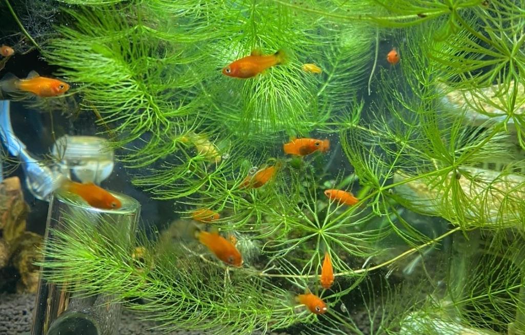 Platy’s te koop, Dieren en Toebehoren, Vissen | Aquariumvissen, Vis, Zoetwatervis