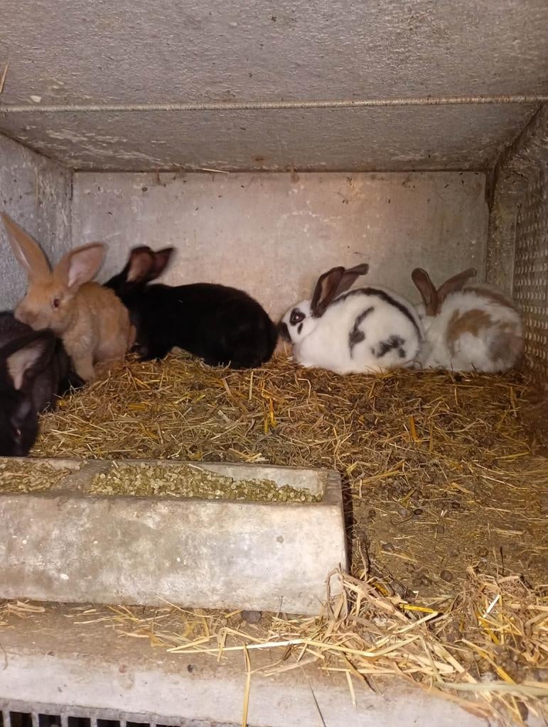 Mooi jongeren te koop 10 € stuk, Animaux & Accessoires, Rongeurs, Mars, Sexe inconnu, Autres types