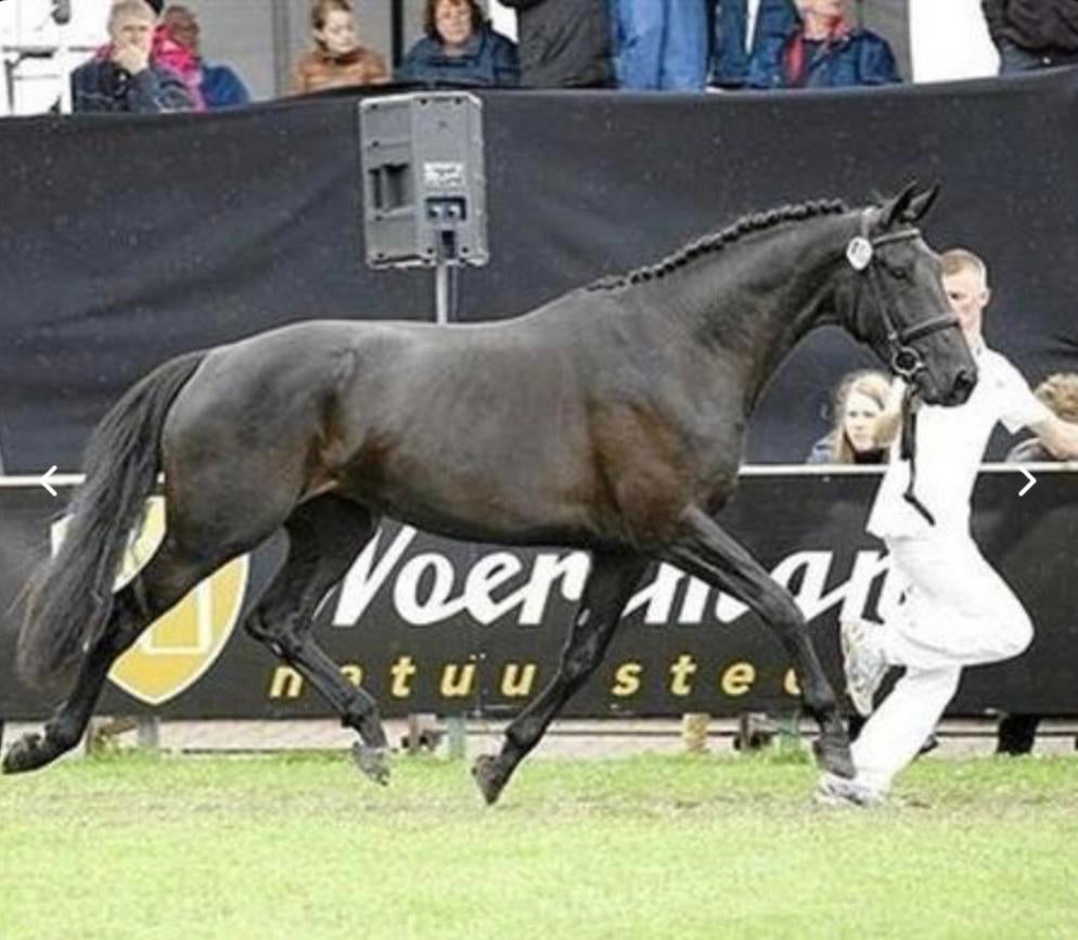 Fokmerrie te koop, Dieren en Toebehoren, Merrie