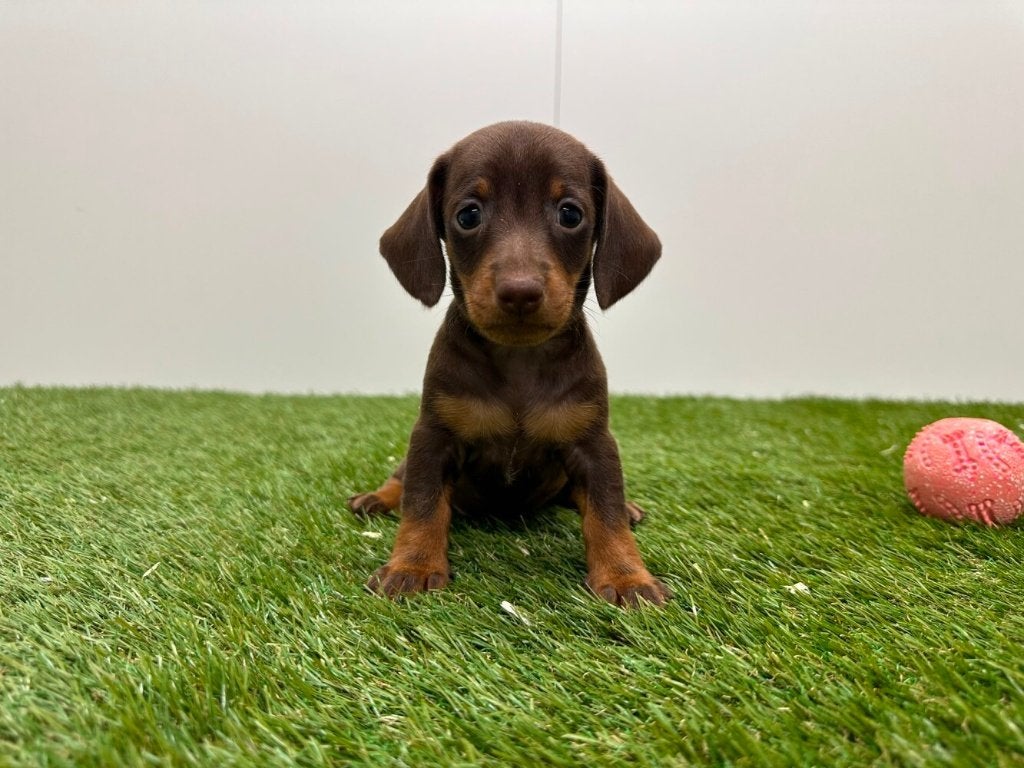 Nestje Dwergteckel pups, Dieren en Toebehoren, Parvo, België, 8 tot 15 weken, Korthaar