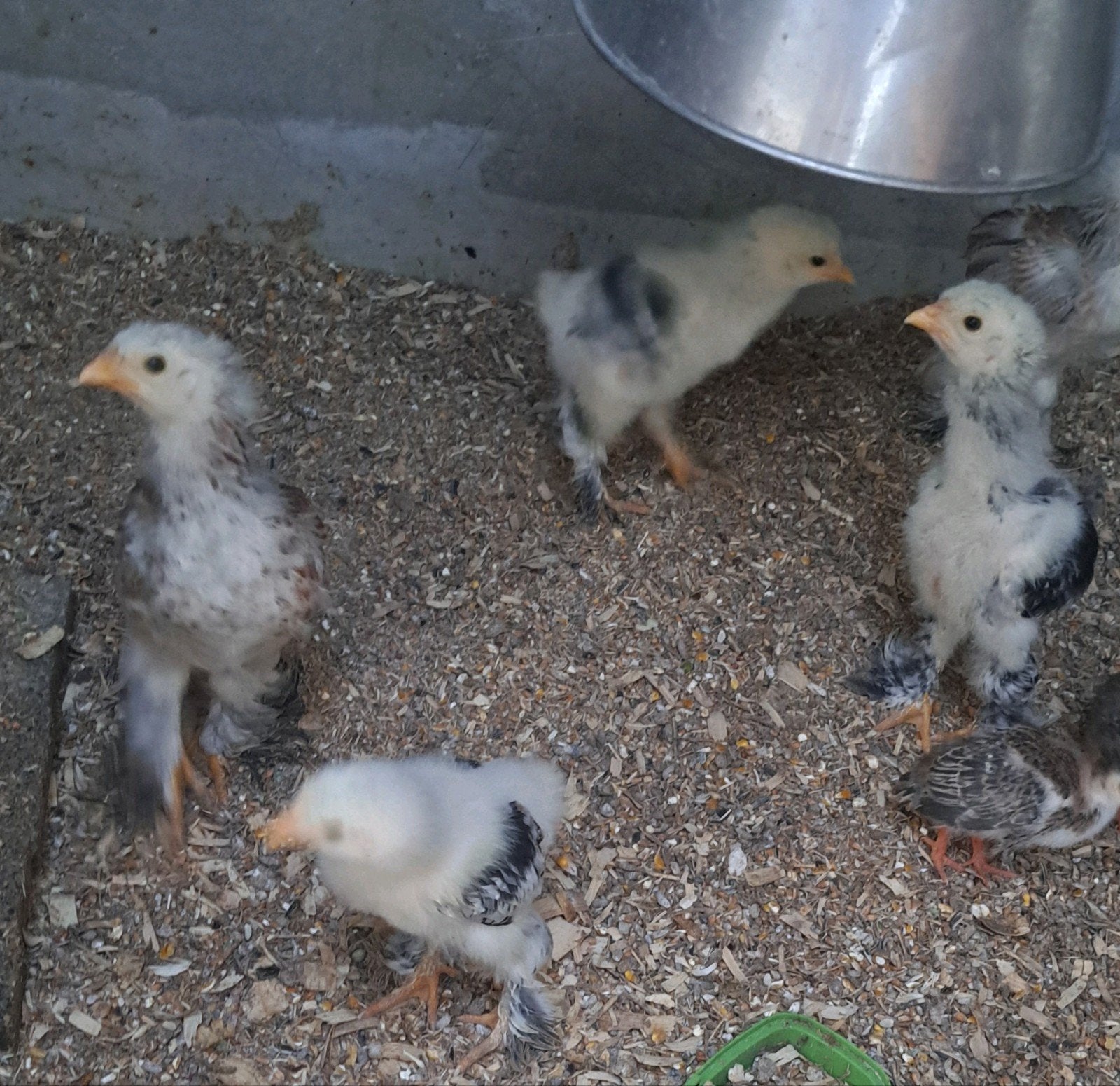 kuikens brahma zalm, Dieren en Toebehoren, Meerdere dieren, Kip
