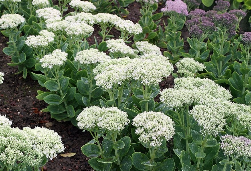 sedum stardust  in  pot  , heb er een 20 tal en 1 matrona, Tuin en Terras, Ophalen, Vaste plant