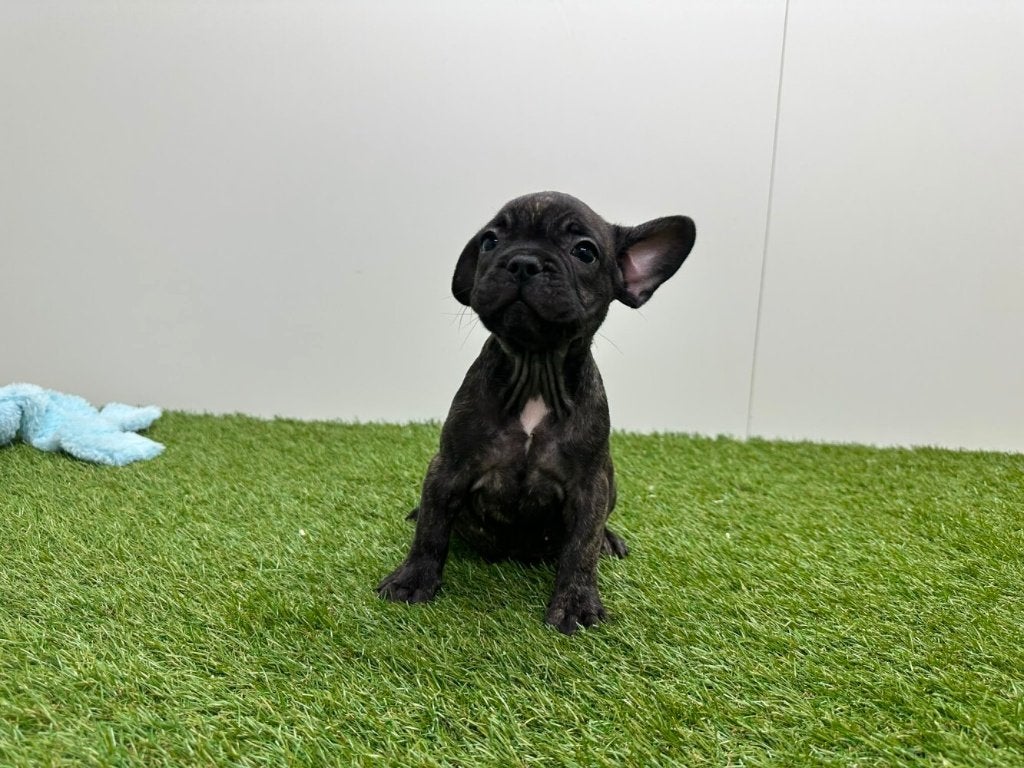 Chiots Bouledogue Français, Maladie de Carré (chiens), Bouledogue, Un chien, Belgique