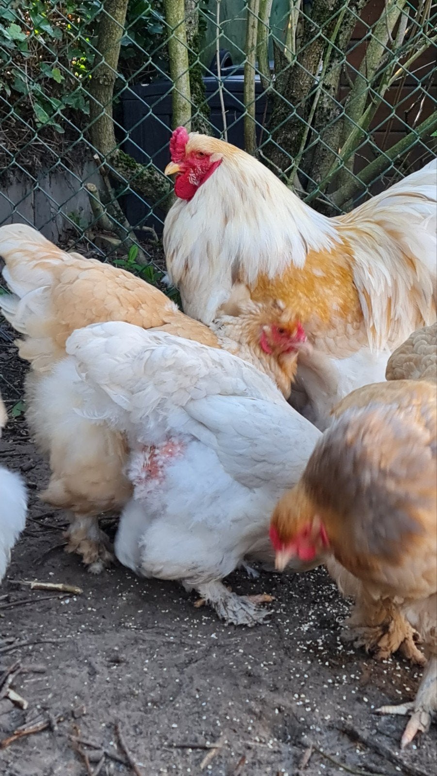 brahma lemon pyle toom: 2 hennen 1 haan raszuiver, Plusieurs animaux, Poule ou poulet