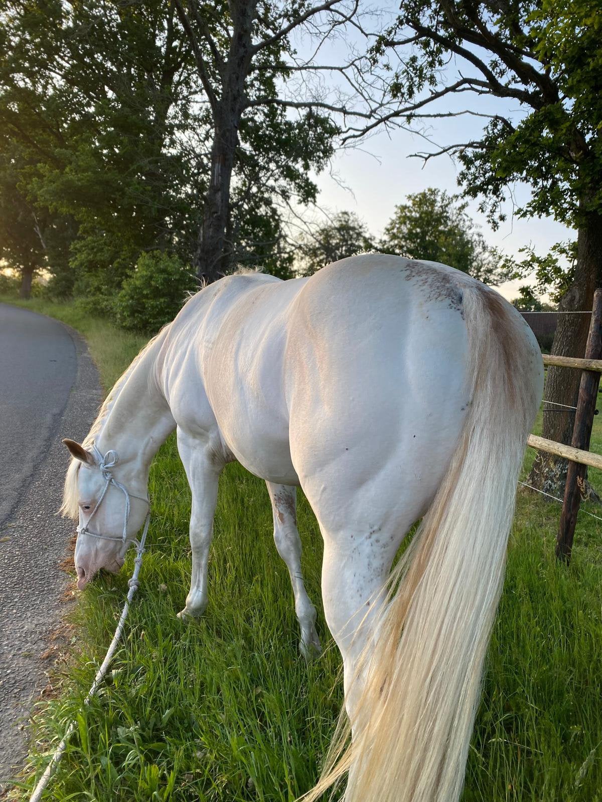 painthorse ruin, Dieren en Toebehoren, Paarden, Ruin, Niet van toepassing, Minder dan 160 cm, 7 tot 10 jaar, Westernpaard, Met stamboom