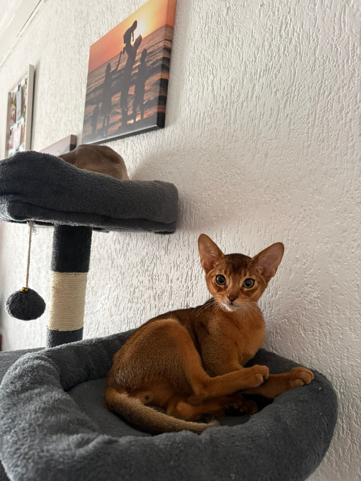 PRACHTIG ABESSIJNS KITTENS, Chatte ou Chat, Avec pedigree, 0 à 2 ans