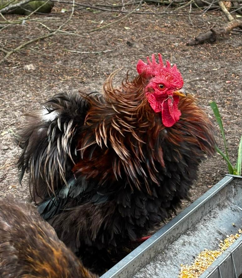 Cochin krul haan, Dieren en Toebehoren, Kip