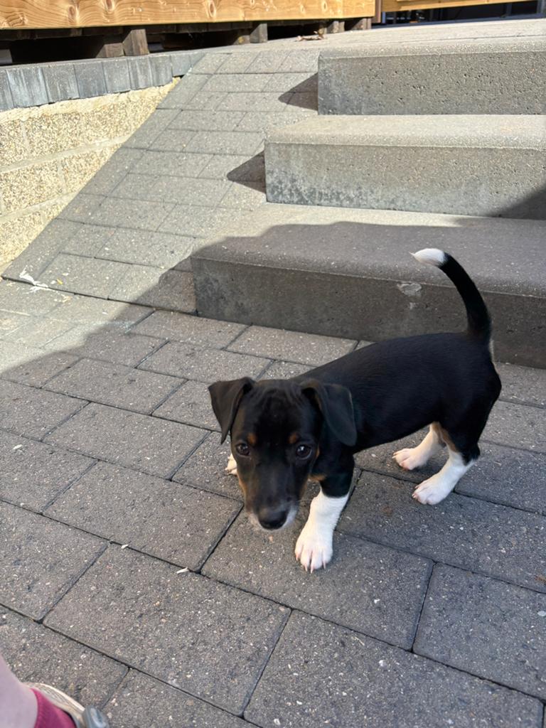 Kortpotige Jack Russel pup uit geteste ouders, Animaux & Accessoires, Chiens | Jack Russell & Terriers, Chien (mâle), Jack Russel Terrier