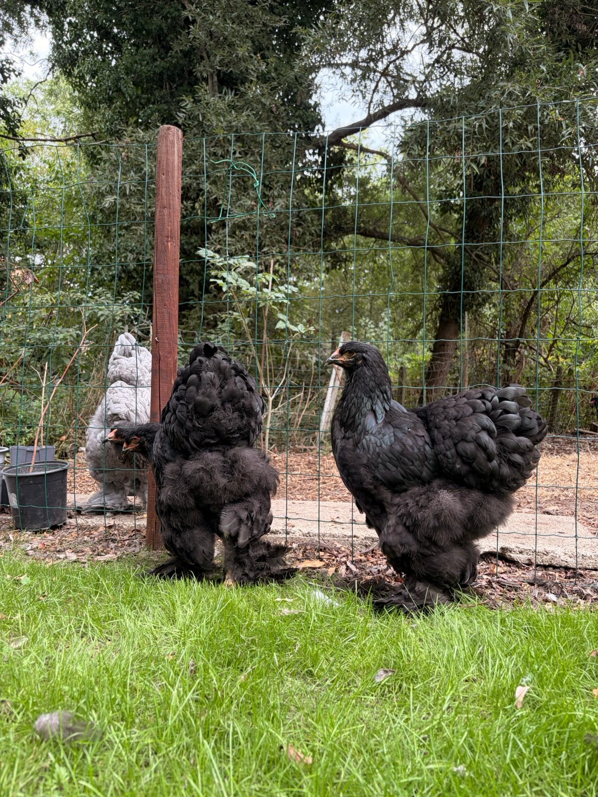 2 poules grises Brahma noires, Femelle, Poule ou poulet
