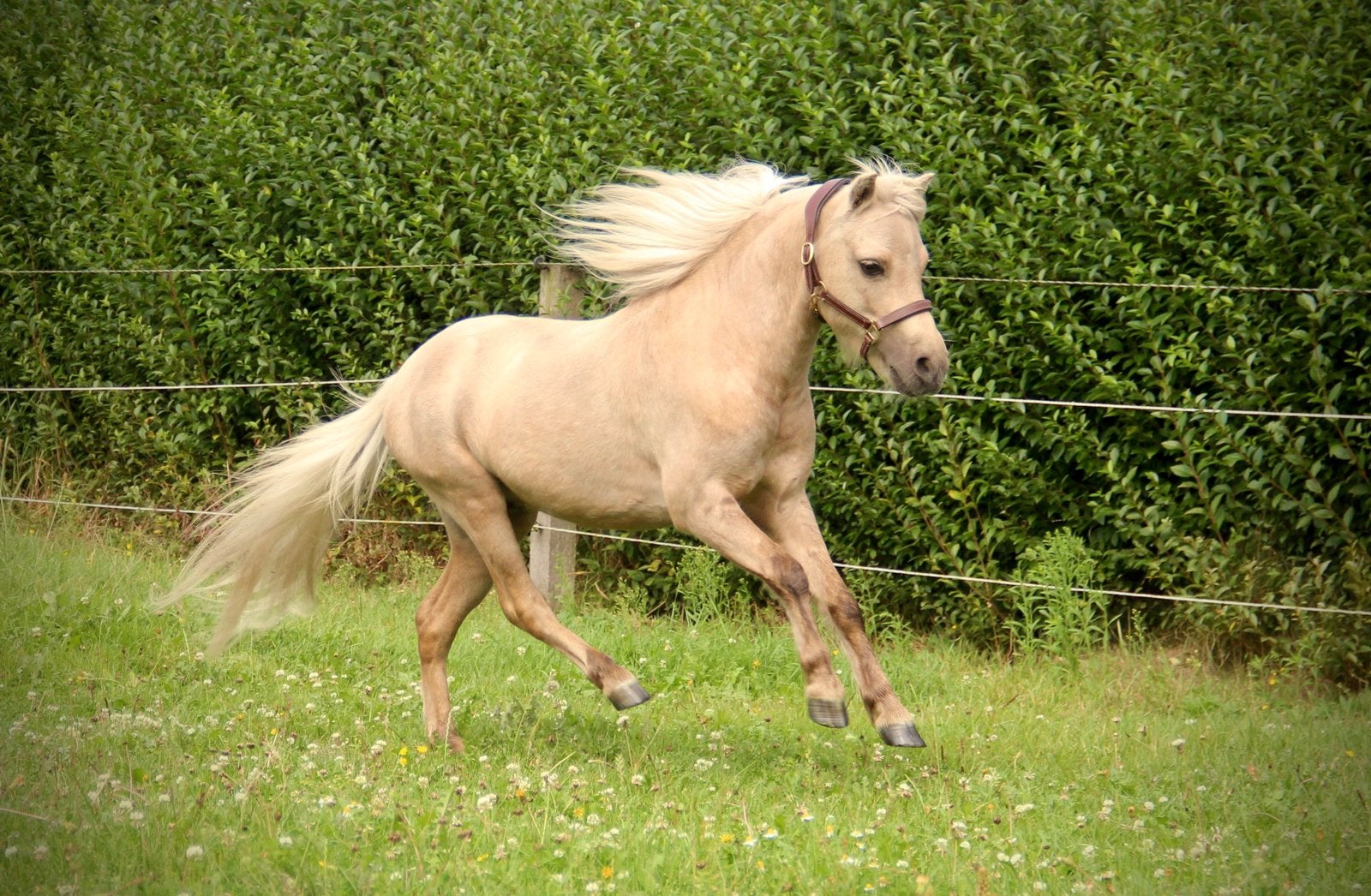 Knappe palomino Minipaard hengst, Avec pedigree, Poney A (jusqu'à 1.17 m), 3 à 6 ans, Ne s'applique pas