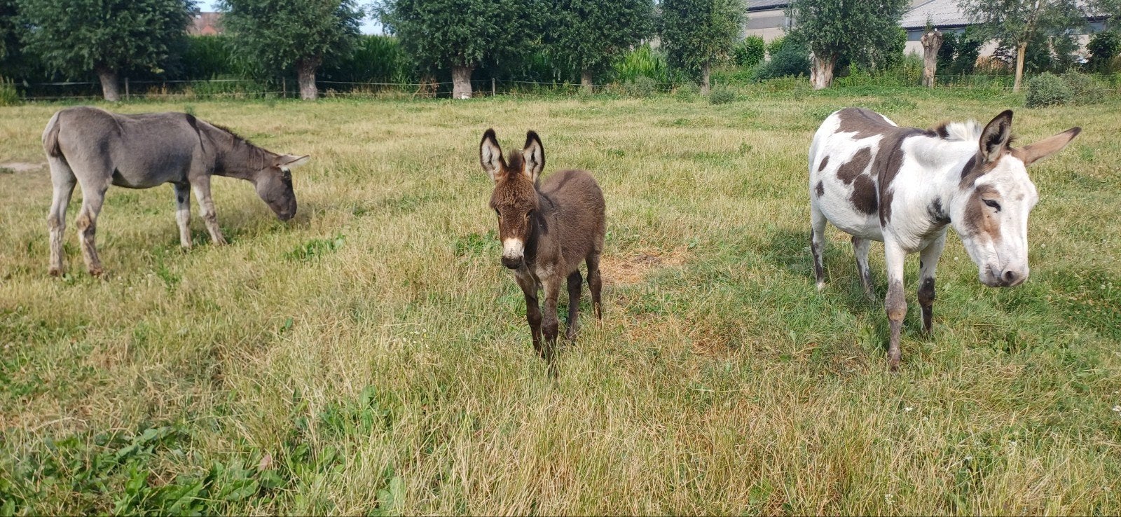 Jeune étalon âne, Animaux & Accessoires, Animaux Autre, Juin, Mâle