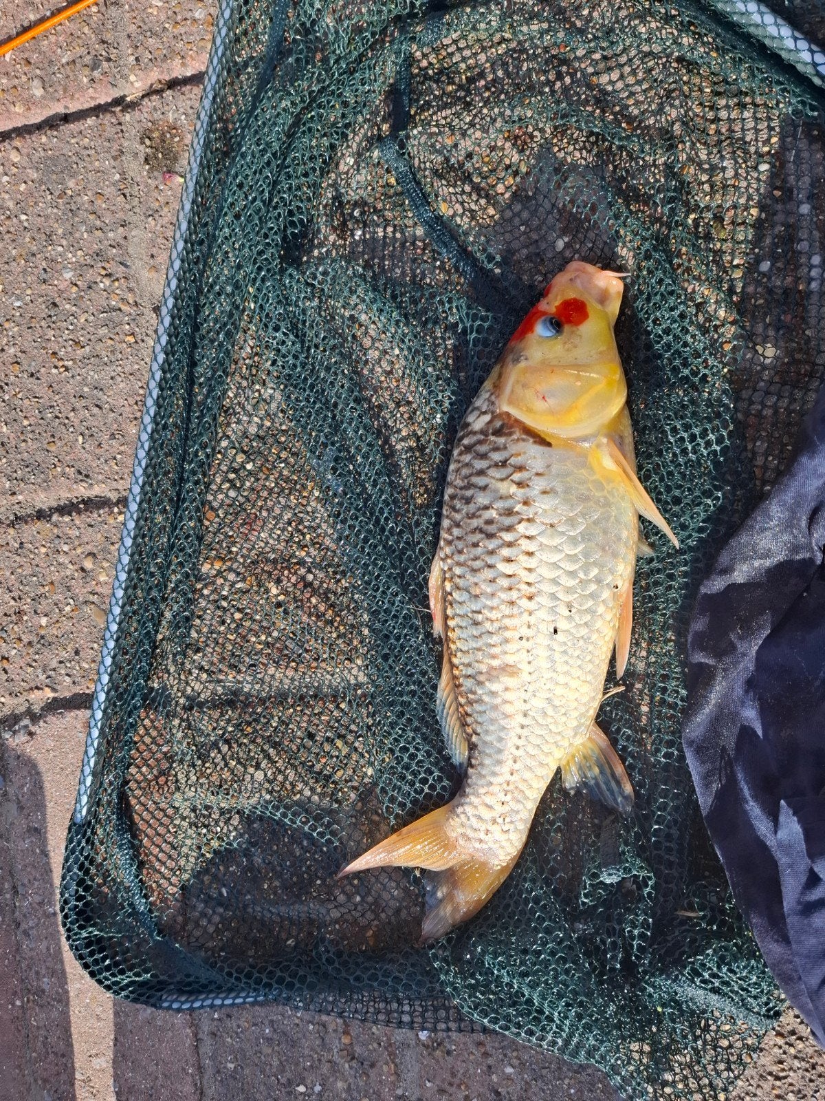 Koi's, Dieren en Toebehoren, Vissen | Vijvervissen