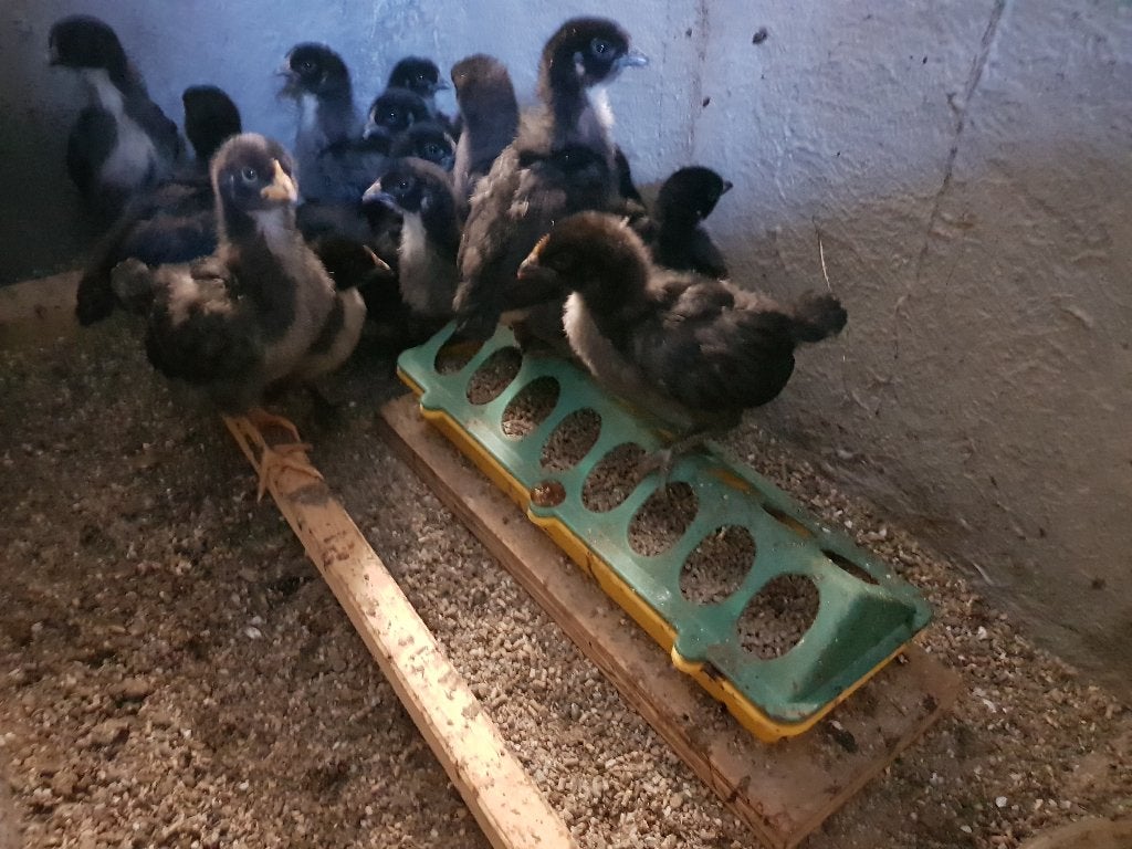 Barbezieux kuikens, Dieren en Toebehoren, Pluimvee, Kip, Geslacht onbekend