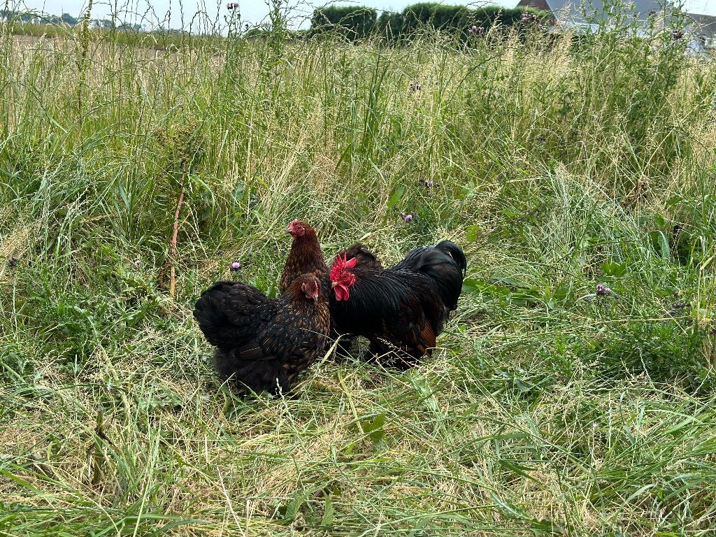 Jonge tamme Cochin kriel Goudzwart gezoomd gesekst + ingeënt, Femelle, Poule ou poulet