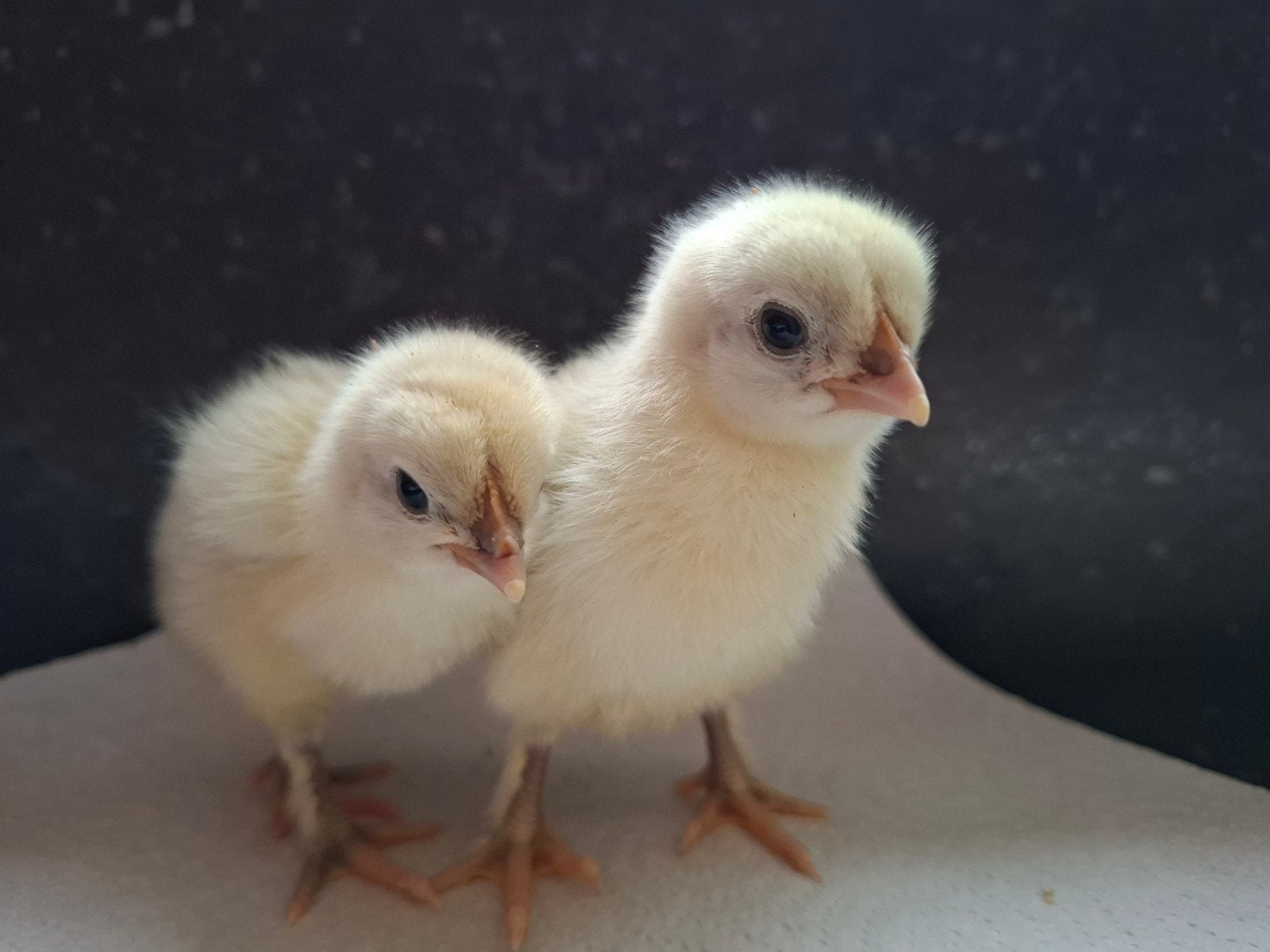 Eendagskuikens Marans en Araucana, Meerdere dieren, Kip