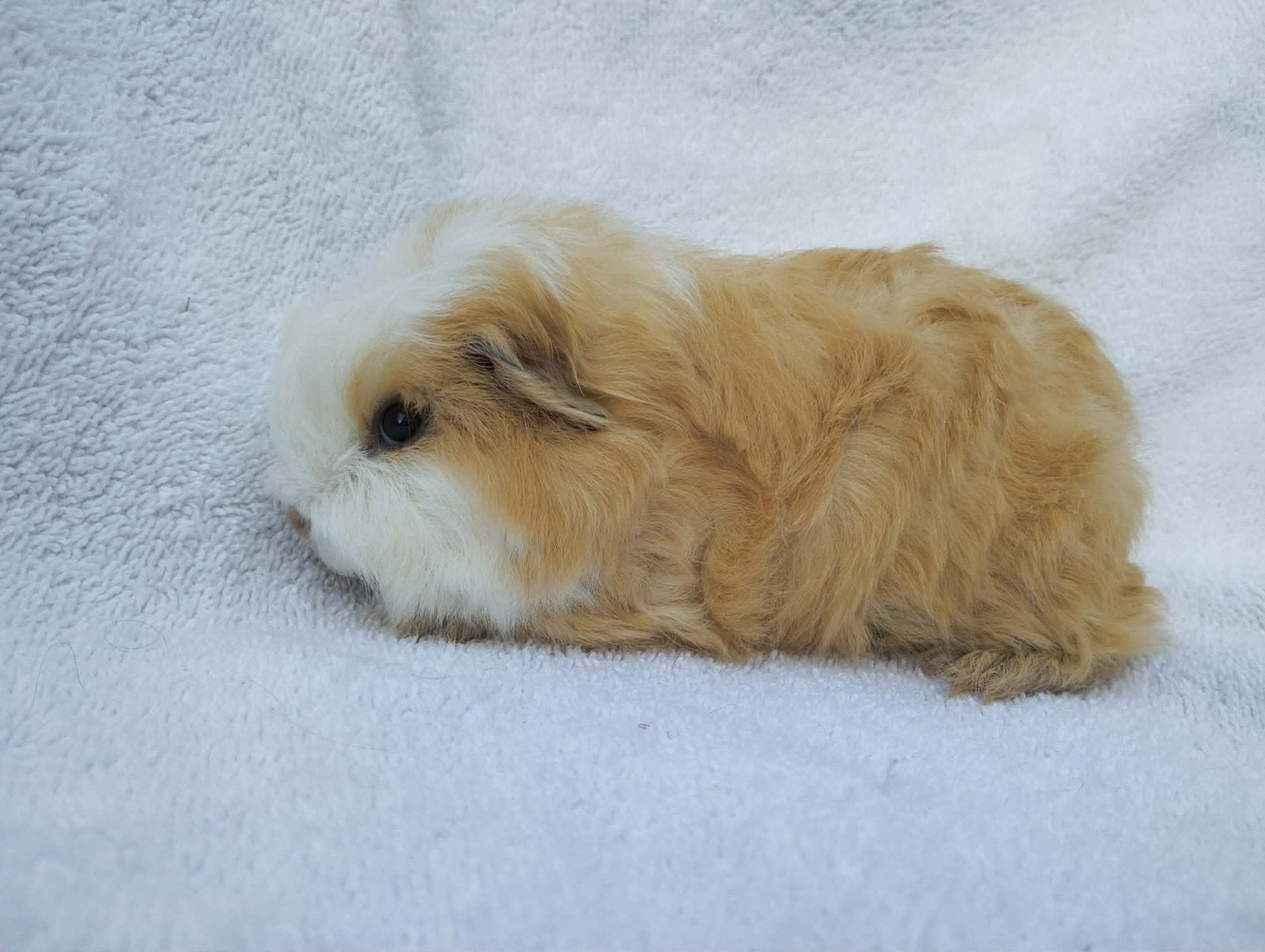 Ch teddy cavia, Animaux & Accessoires, Rongeurs, Juin, Mâle, Cobaye