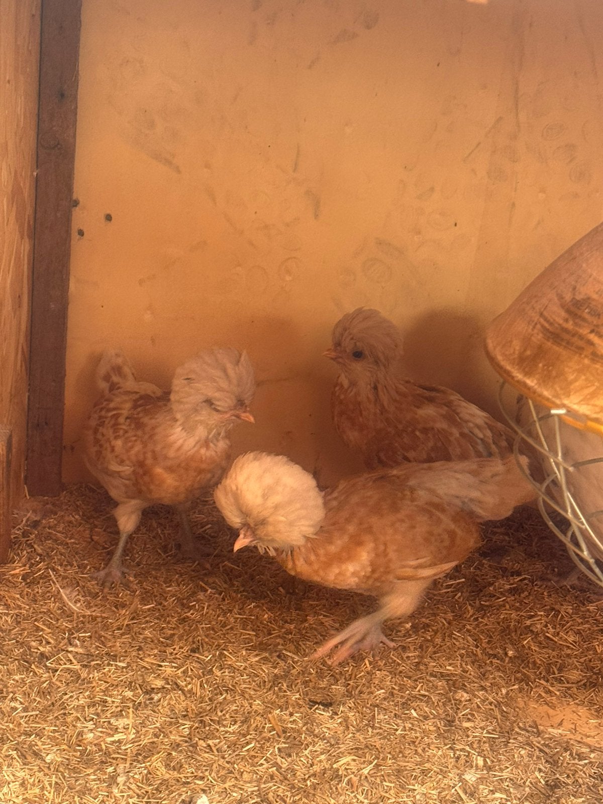 7 kuikens padua en brahma