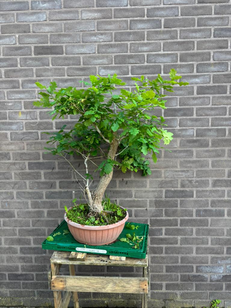 Bonsai zomer eik, Enlèvement, Été
