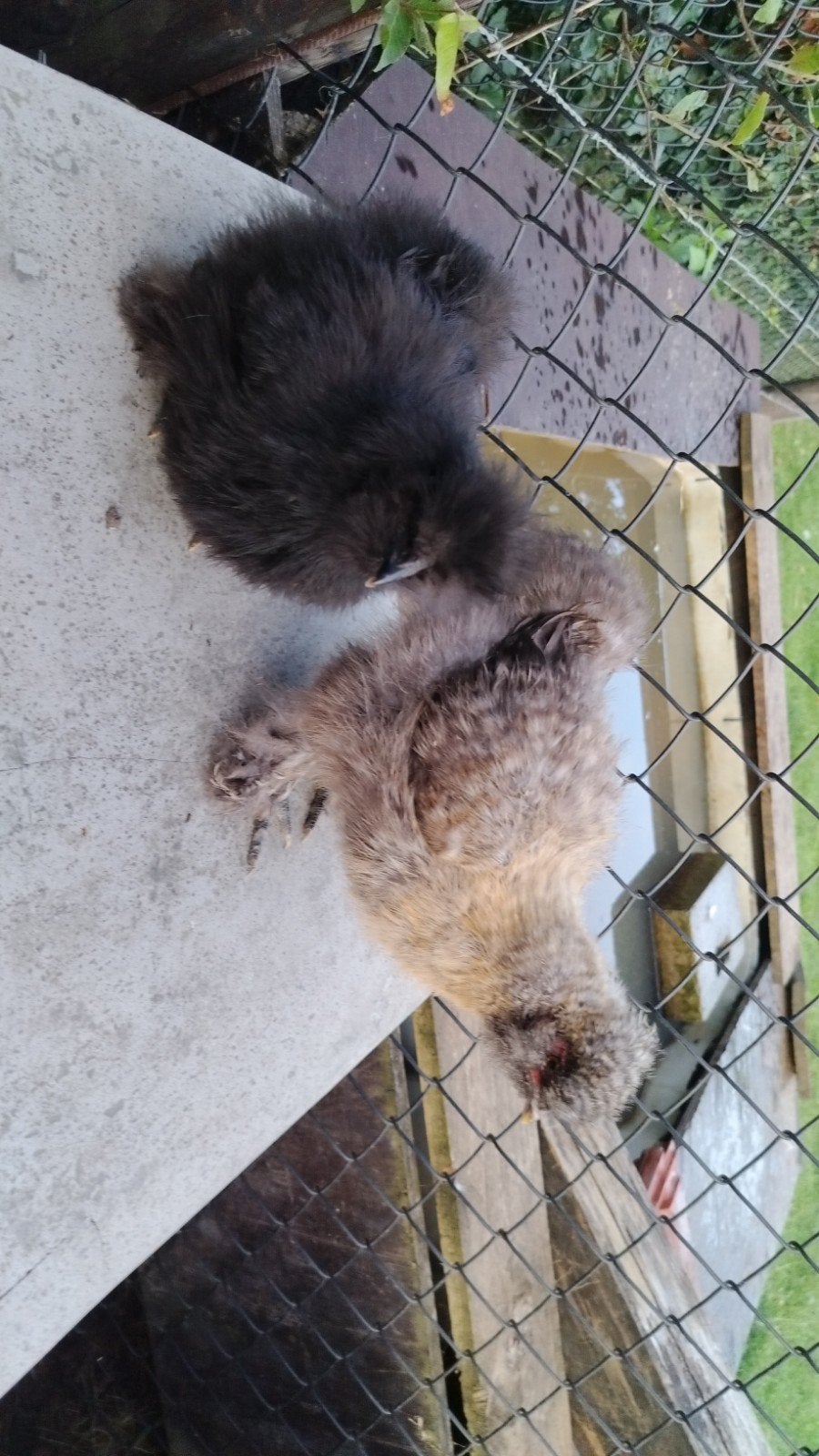 Twee zijdehoen kuikens, Dieren en Toebehoren, Kip