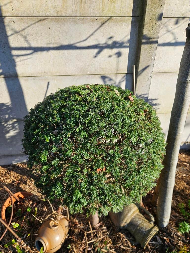 Taxus bollen op stammetje, Ophalen, Taxus, Struik, 100 tot 250 cm