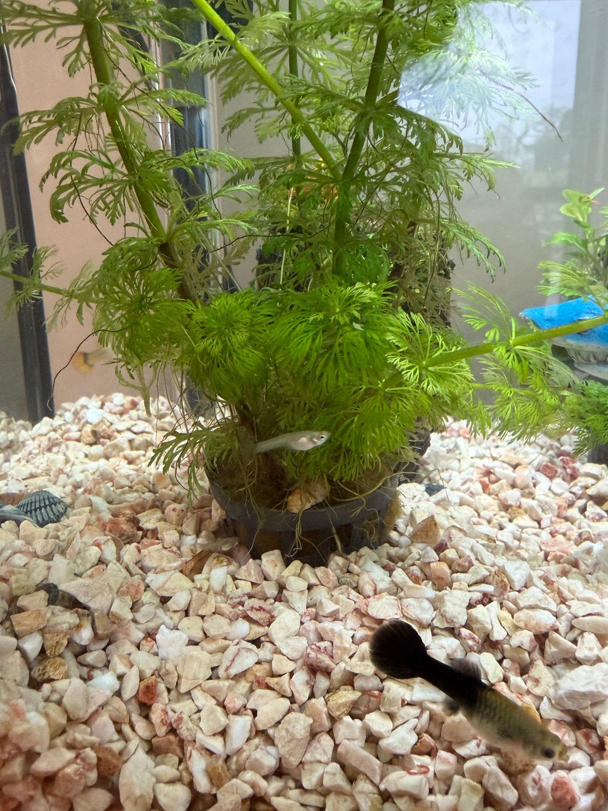 Baby guppy’s gratis op te halen, Dieren en Toebehoren, Vissen | Aquariumvissen, Vis, Zoetwatervis