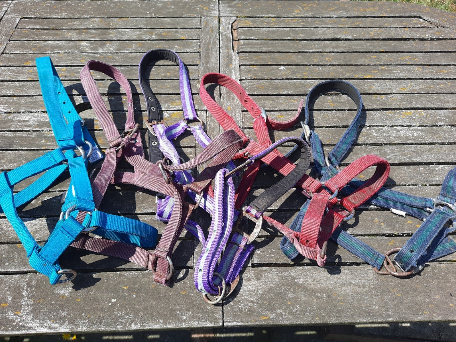 5 verschillende halsters maat full, Dieren en Toebehoren, Gebruikt, Overige disciplines, Meerkleurig, Ophalen of Verzenden