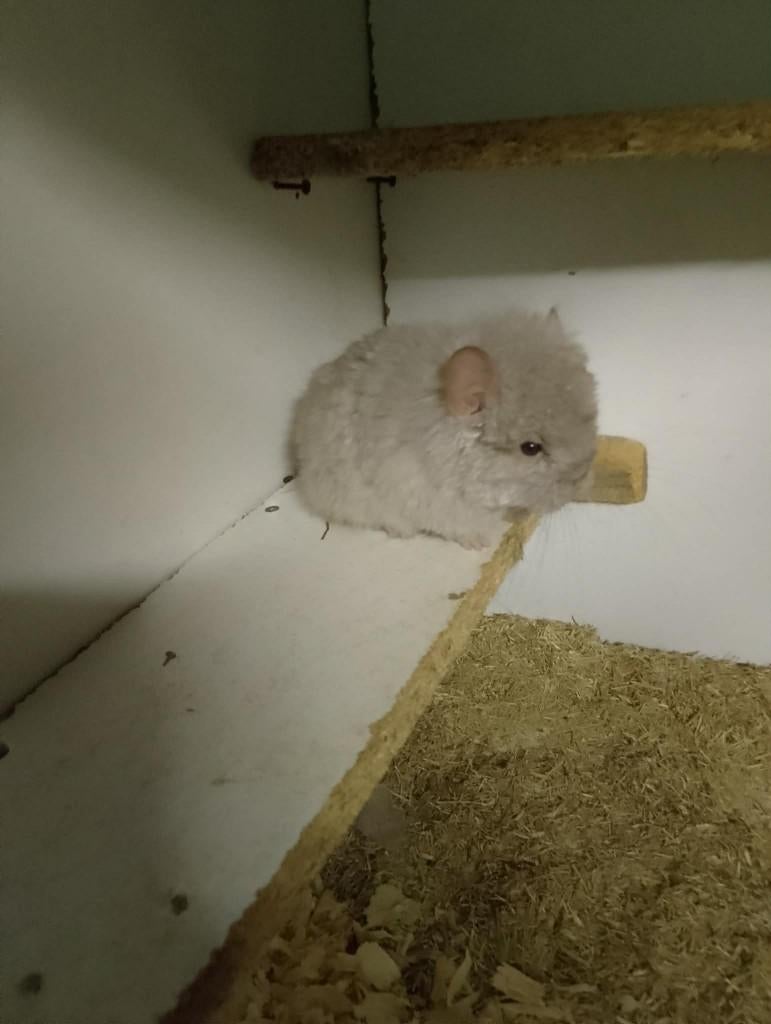 chinchillas, Février