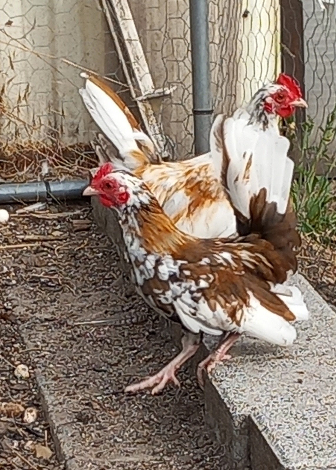 serama haantjes, Mâle, Poule ou poulet