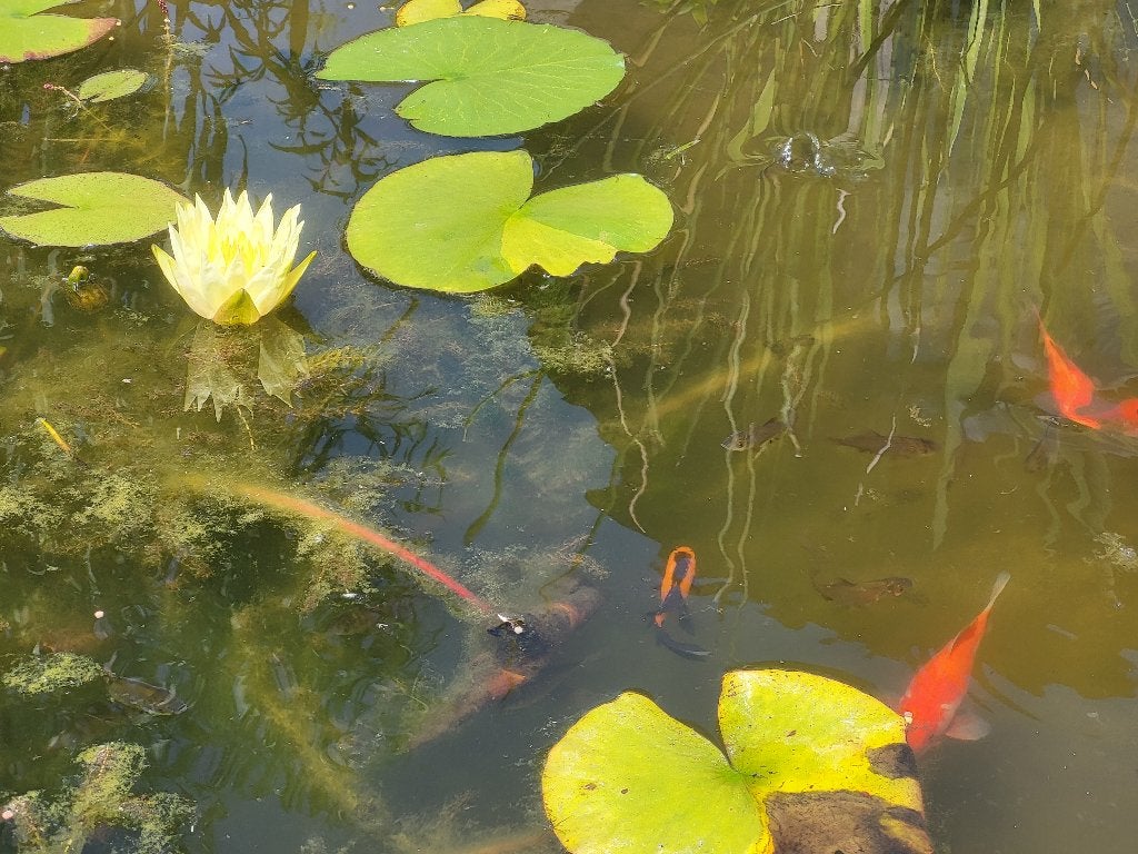 Racine de nénuphar, Ophalen, Nieuw
