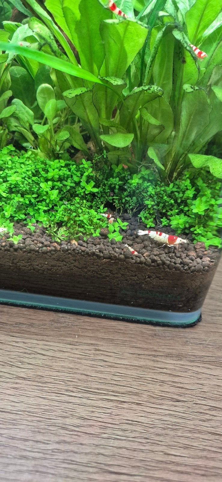 crystal red caridina garnalen te koop