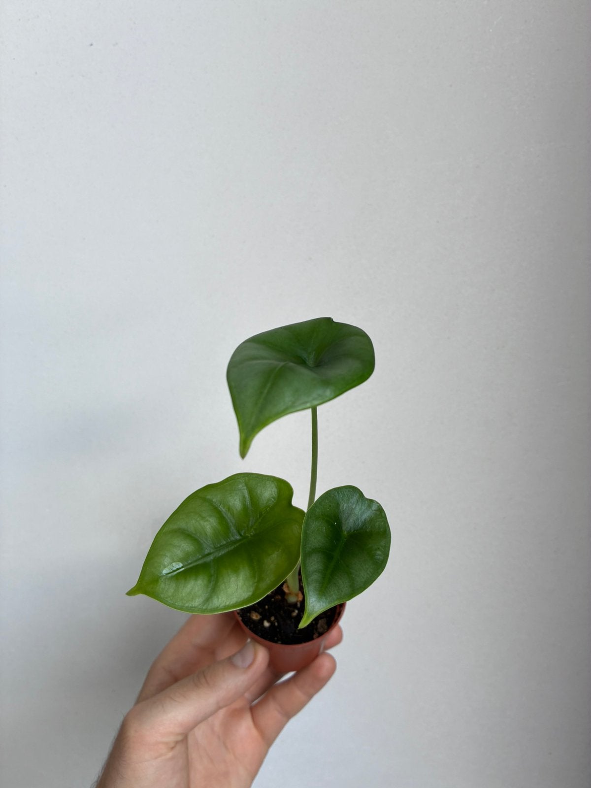 Alocasia reversa, Ophalen