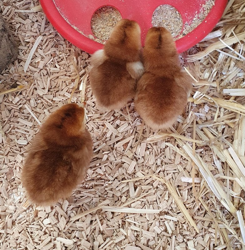 les 7 derniers poussins feminin 25 euros, Femelle, Poule ou poulet