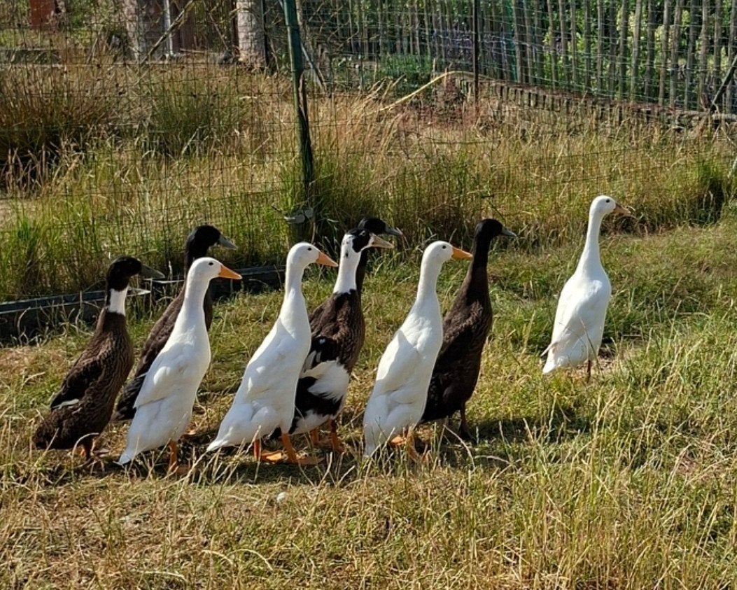 Indische loopeenden, Dieren en Toebehoren, Pluimvee