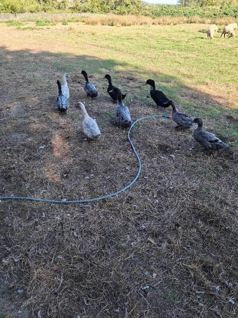 Dikke eenden, Meerdere dieren, Eend