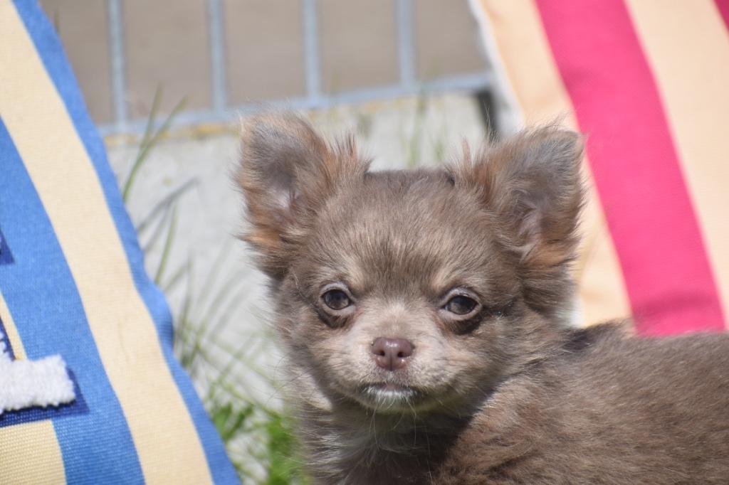 Chihuahua pups alle kleuren, Dieren en Toebehoren, 15 weken tot 1 jaar, Buitenland, Parvo, Meerdere