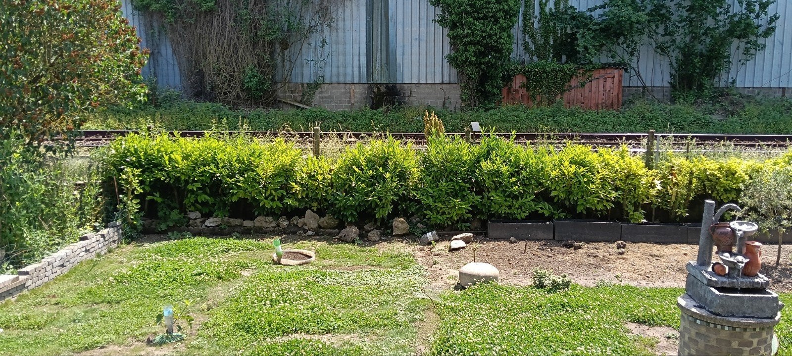 Laurier haie a donner, Jardin & Terrasse, Enlèvement