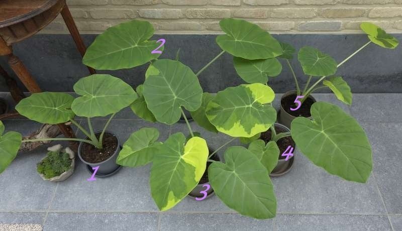 Leucocasia (Alocasia)'Gele Andaman', Huis en Inrichting, Kamerplanten, Ophalen, Overige soorten, Halfschaduw, In pot