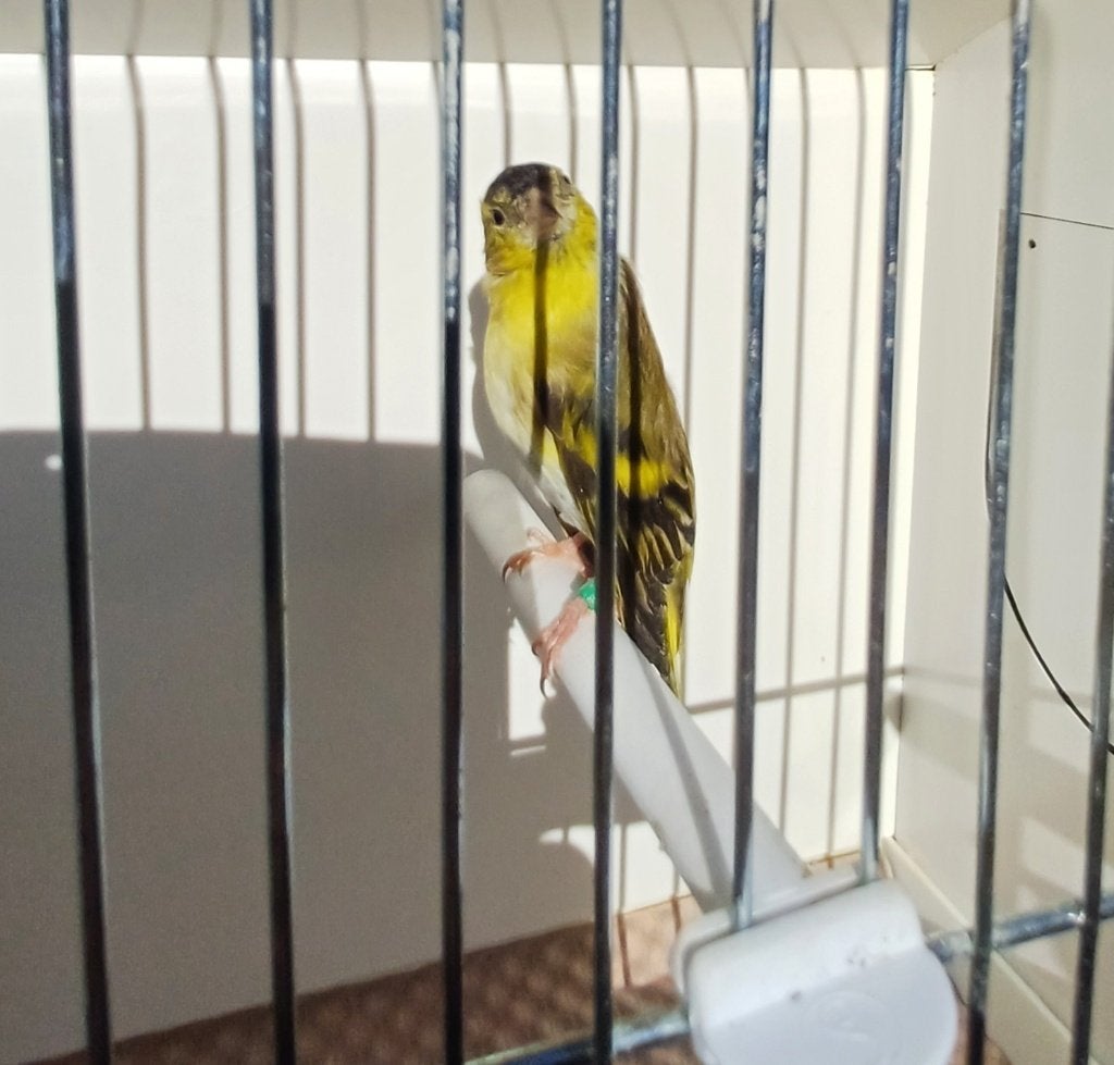 Wildkleur sijzen, Dieren en Toebehoren, Meerdere dieren, Wildzangvogel, Geringd
