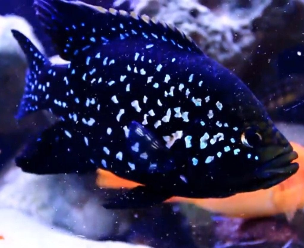 Black Diamond Andapa cichliden, Poisson, Poisson d'eau douce