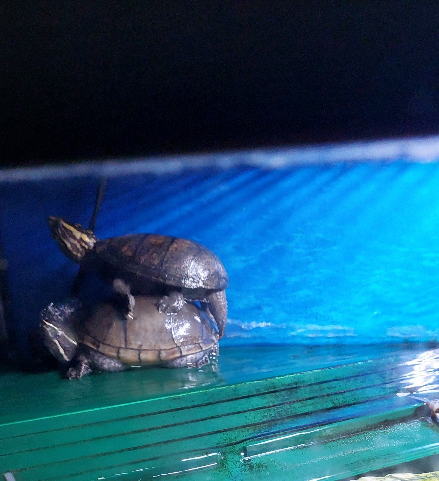 2 moerasschildpadjes met terrarium, Animaux & Accessoires, Reptiles & Amphibiens, Avec terrarium