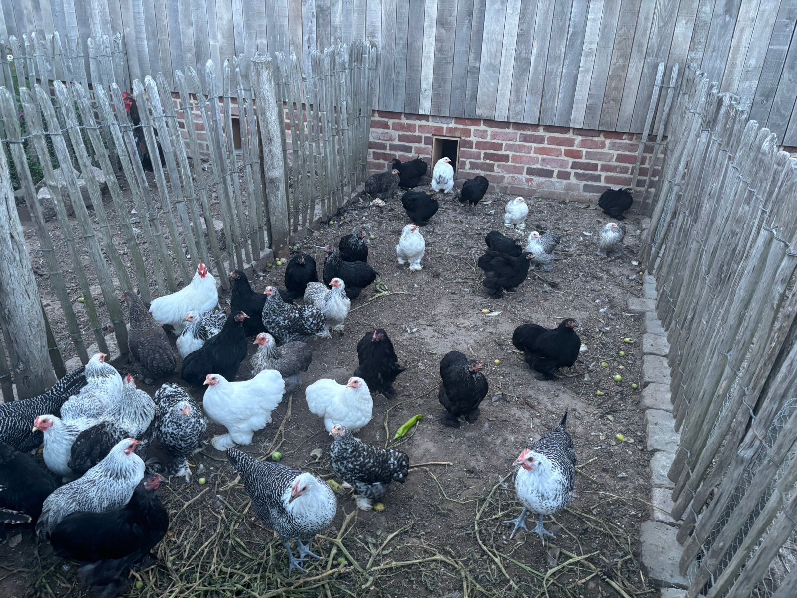 Cochin kriel hennen, Dieren en Toebehoren, Vrouwelijk, Kip