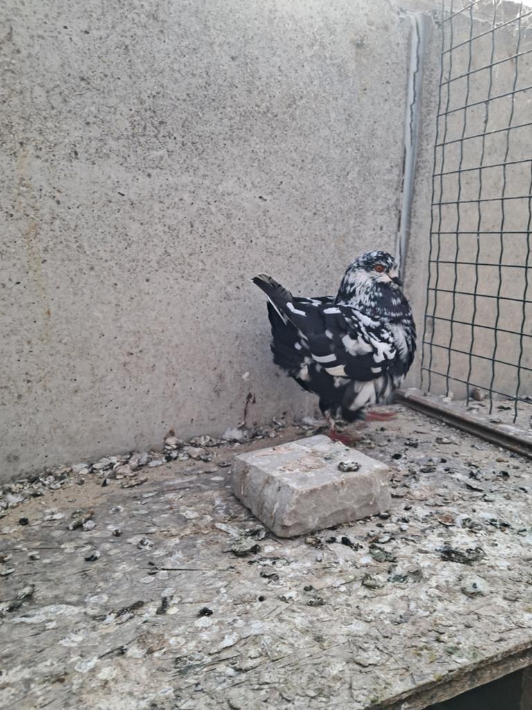 Getijgerde en zwarte Kingduiven, Dieren en Toebehoren