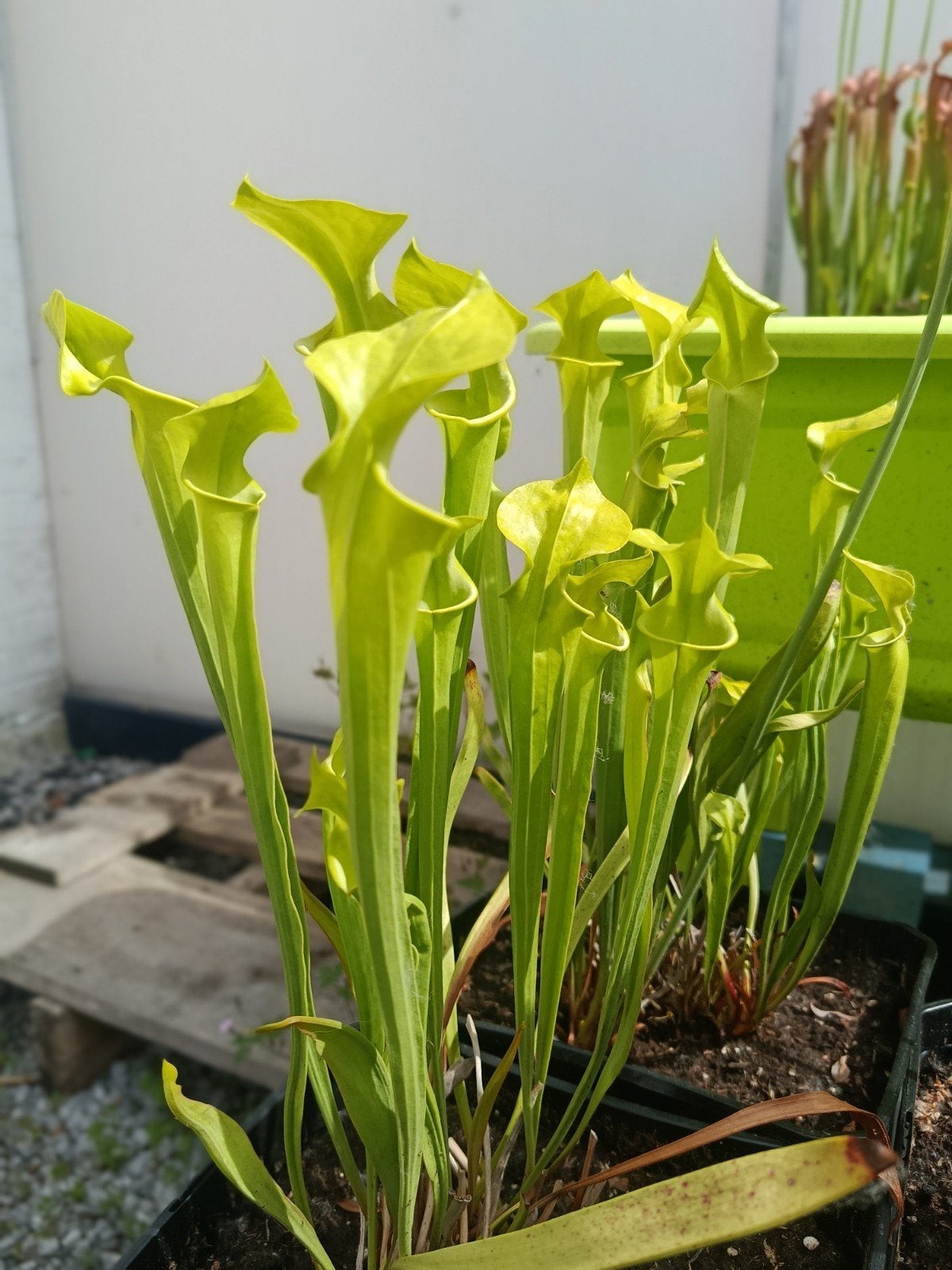 plantes carnivores sarracenia Flava Var Maxima Giants form, Jardin & Terrasse, Bulbes & Semences, Enlèvement ou Envoi, Automne